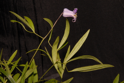 Clematis socialis