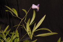 Clematis socialis, photograph (c) Brian Finzel, some rights reserved (CC BY-SA)
