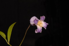 Clematis socialis, photograph (c) Brian Finzel, some rights reserved (CC BY-SA)
