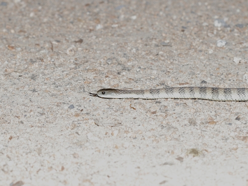 Tiger Snake sighting