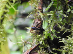 Pristimantis appendiculatus