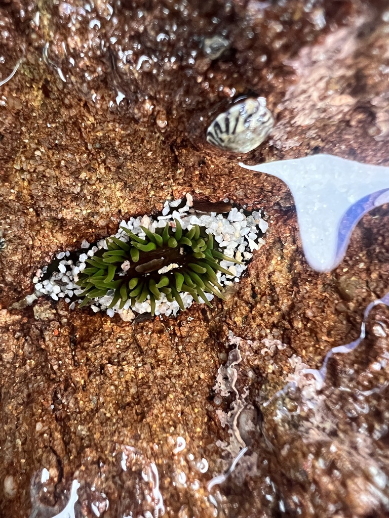 Snake Lock Breeding Green snakelock anemone from Bittangabee Bay, Green Cape, NSW, AU on ...