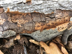 Diatrype decorticata