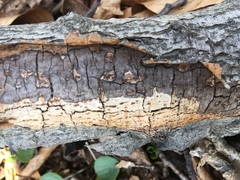 Diatrype decorticata