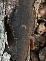 Diatrype decorticata