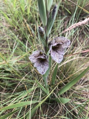 Gladiolus ecklonii