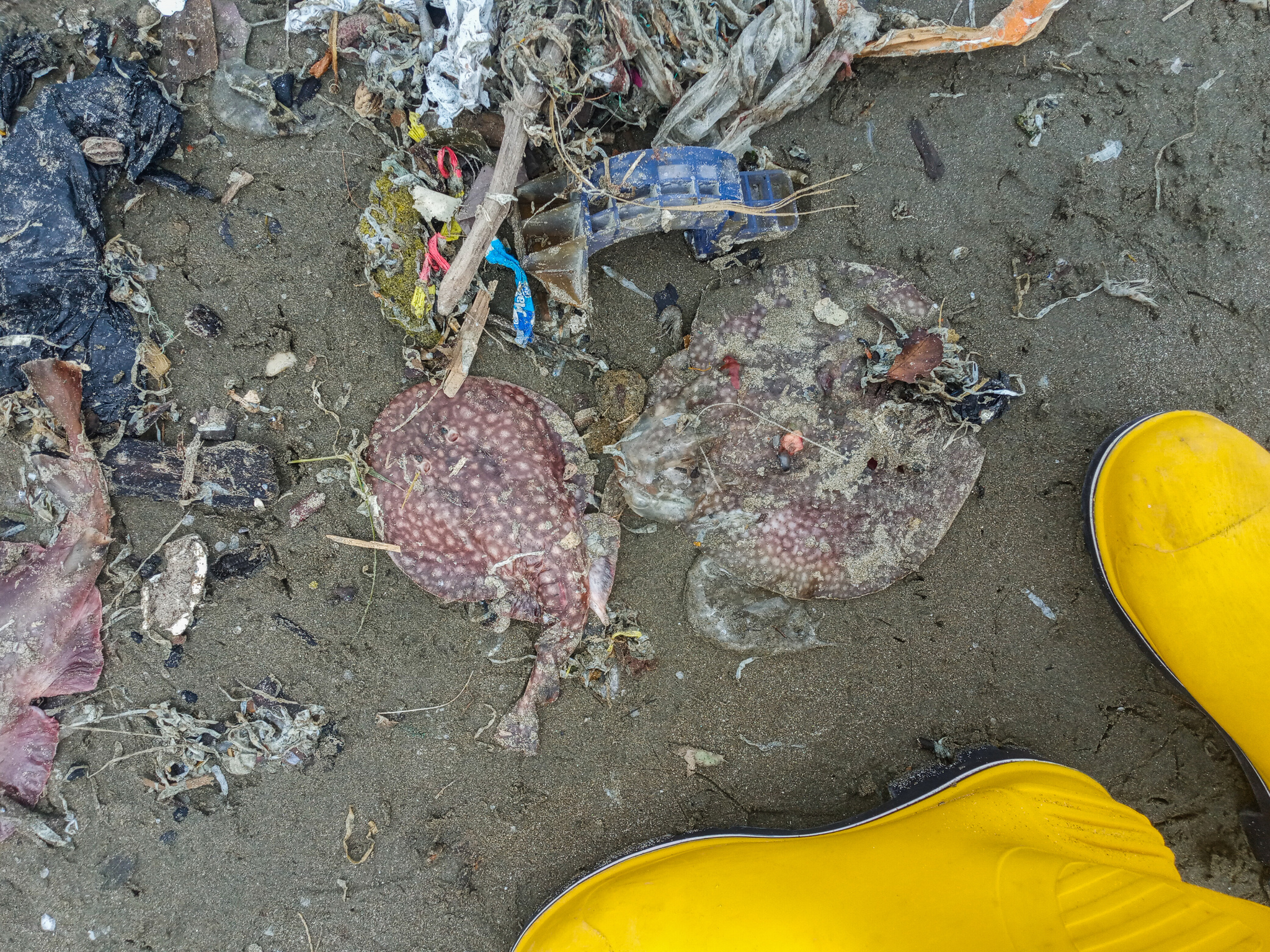 Leopard Numbfish photo 3