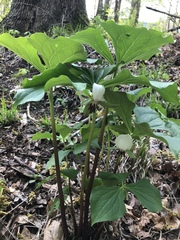 Trillium rugelii