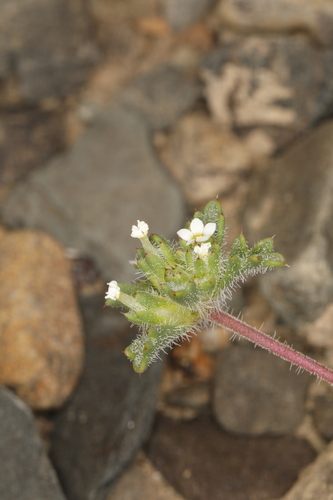 Image of Ipomopsis polycladon by (c) Steve Matson, some rights reserved (CC BY)