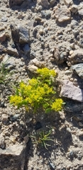Lepidium flavum
