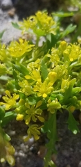 Lepidium flavum