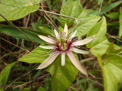 Passiflora cisnana