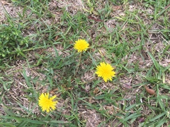 Taraxacum officinale
