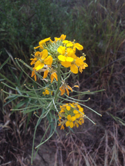 Erysimum capitatum capitatum