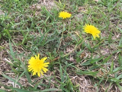 Taraxacum officinale