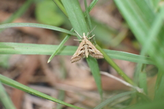 Diasemia accalis