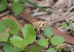 Diasemia accalis