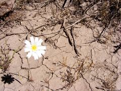 Calycoseris wrightii