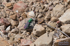Cicindela splendida