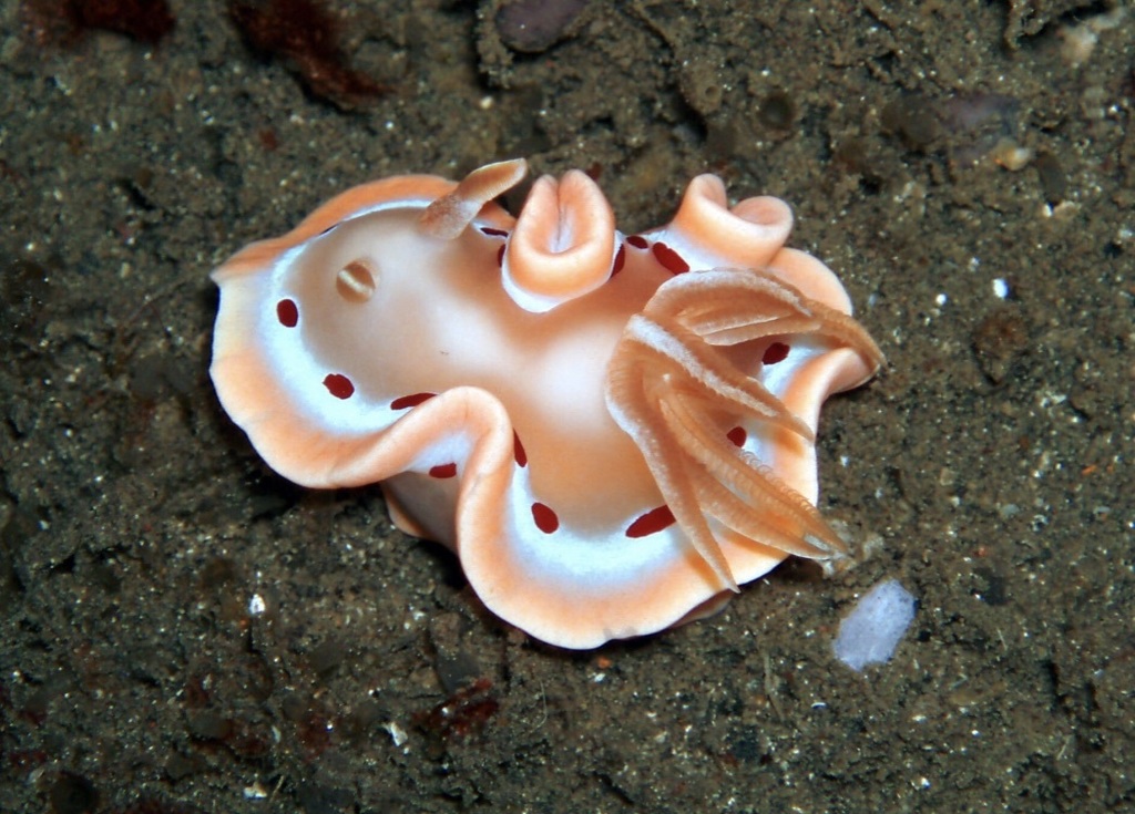Bloody Glossodoris