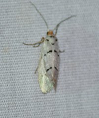 Enaemia atrolinea