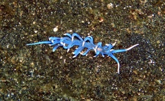 Phyllodesmium macphersonae