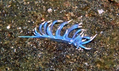 Phyllodesmium macphersonae
