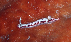 Hypselodoris maculosa image