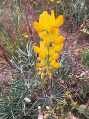 Lupinus luteus