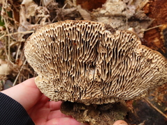 Gloeophyllum trabeum