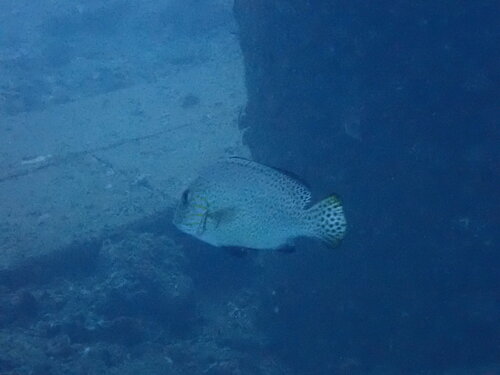 Painted Sweetlips