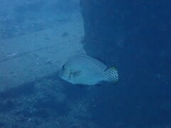 Painted Sweetlips