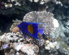 Pomacanthus maculosus