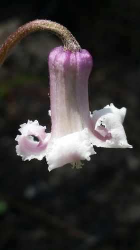 Image of Clematis baldwinii by (c) Jay Horn, some rights reserved (CC BY)