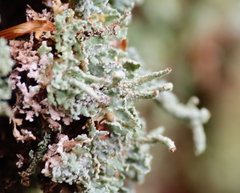 Cladonia polydactyla