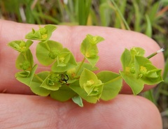 Euphorbia spathulata