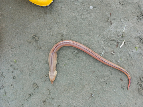 Common snake eel (Ophichthus remiger) — Ophichthidae — 5