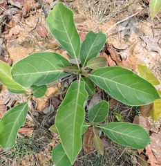 Terminalia bellirica