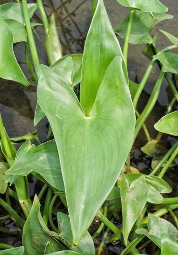 Pontederia vaginalis