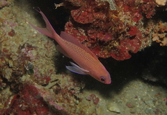 Anthias anthias