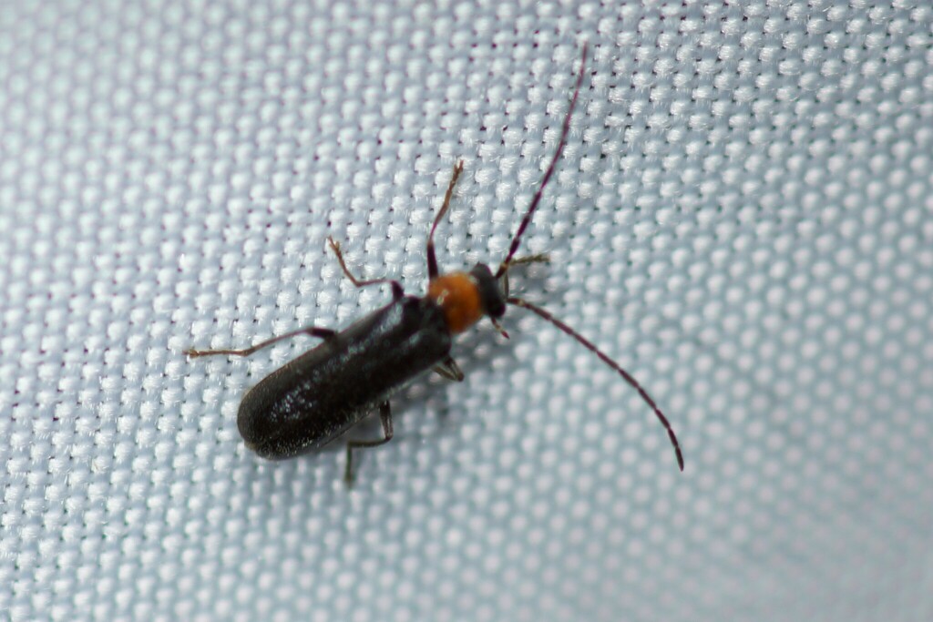 Rhagonycha from Avery County, NC, USA on June 17, 2023 at 1115 PM by