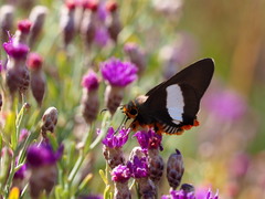 Coeliades forestan forestan