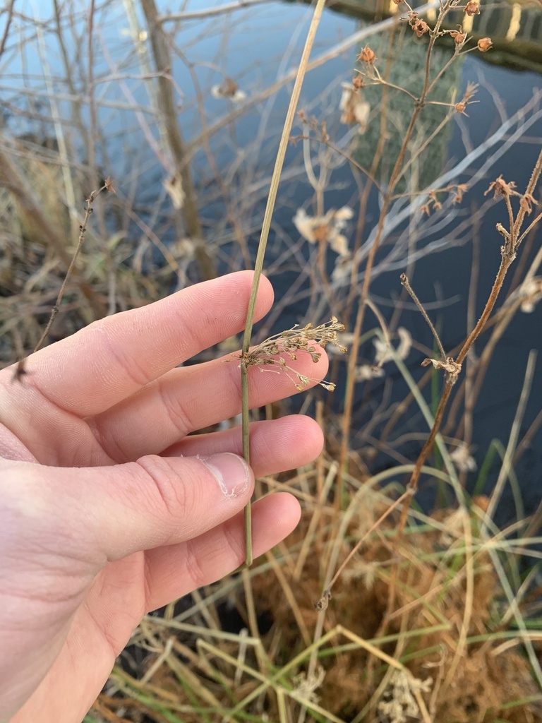 Soft Rush from Mölndalsån, O, SE on December 27, 2023 at 11
