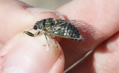 Maoricicada campbelli