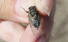 Maoricicada campbelli