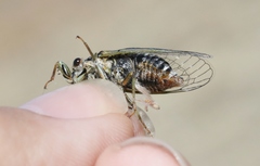 Maoricicada campbelli