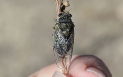 Maoricicada campbelli