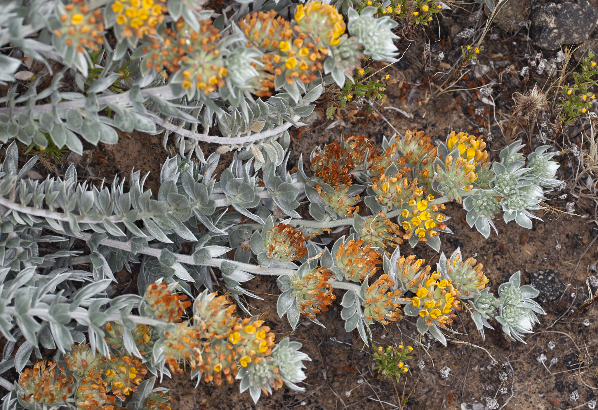 Acmispon argophyllus