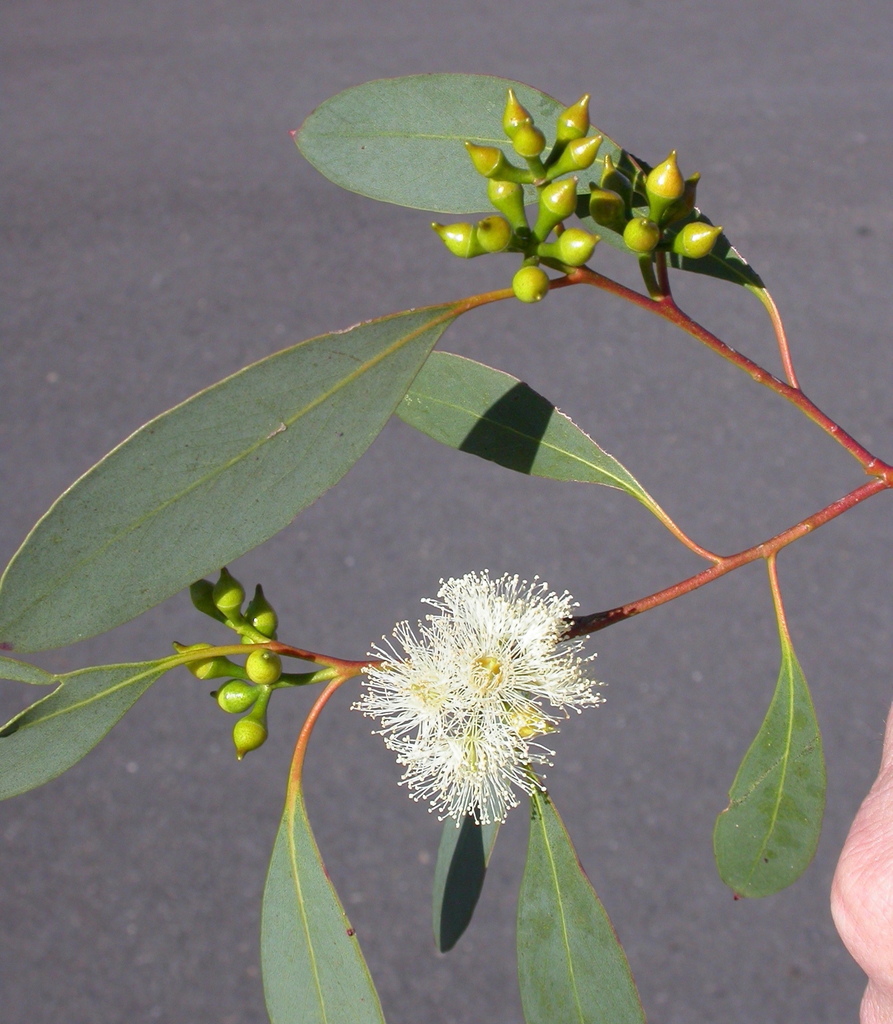 Mountain Swamp Gum