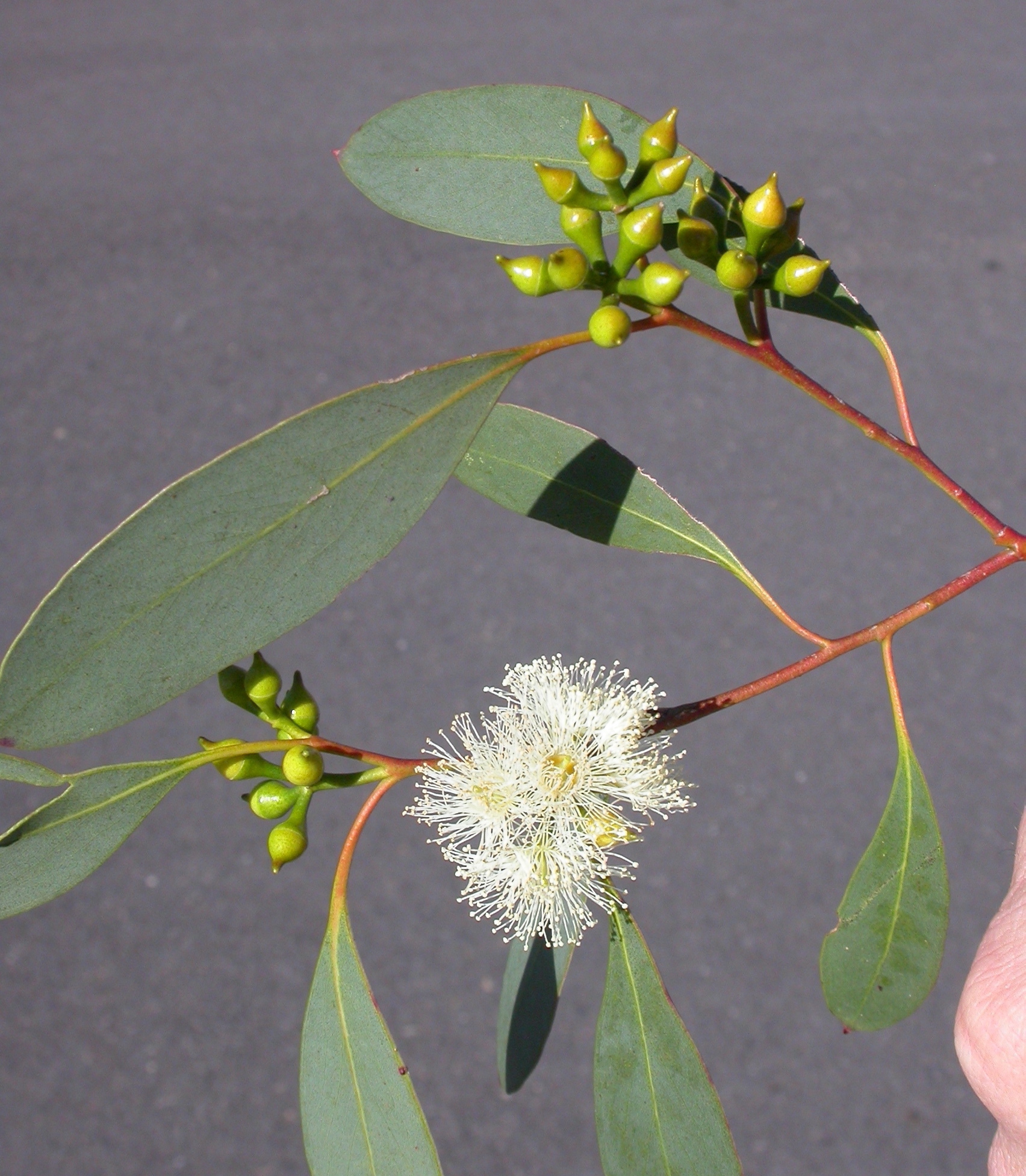 Eucalyptus camphora